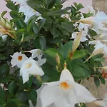 Ori Pensjonat