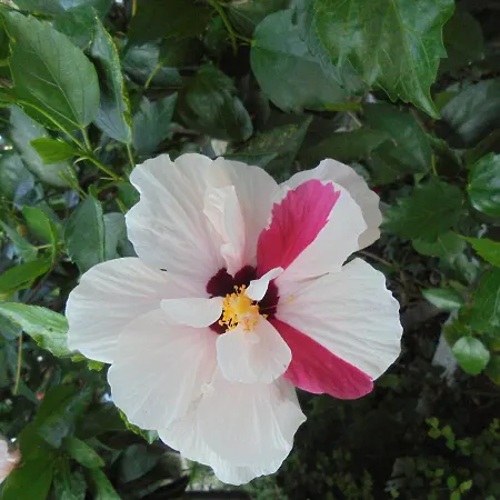 Ori 게스트하우스 3*