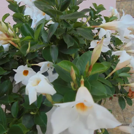 Ori Guest house