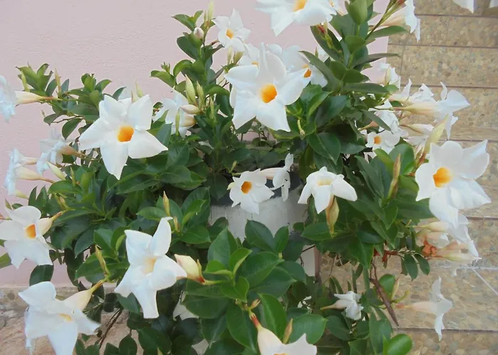 Ori בית הארחה קסאמיל