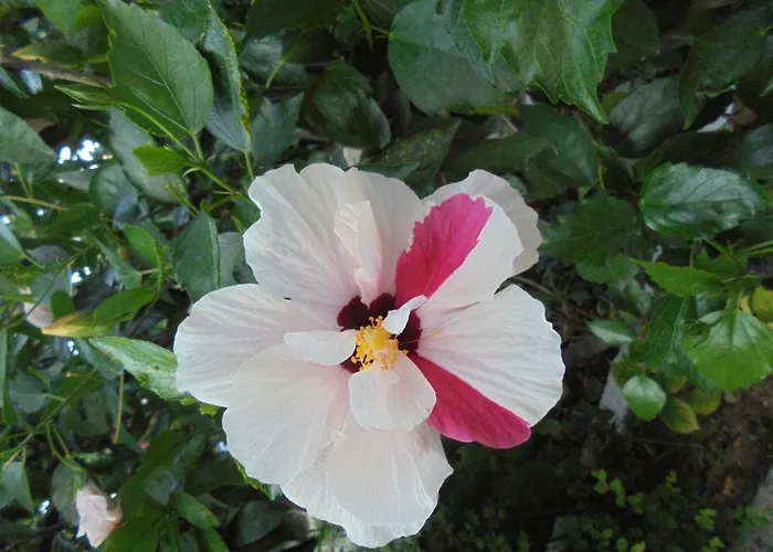 Ori בית הארחה 3*