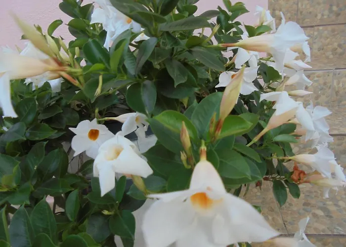 Ori בית הארחה