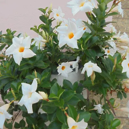 Ori Penzion Ksamil